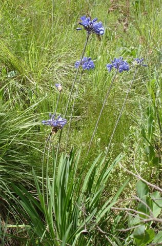 Agapanthus campanulatus leaves